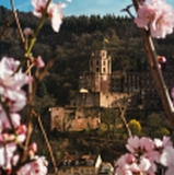 Kirschbluetenschloss